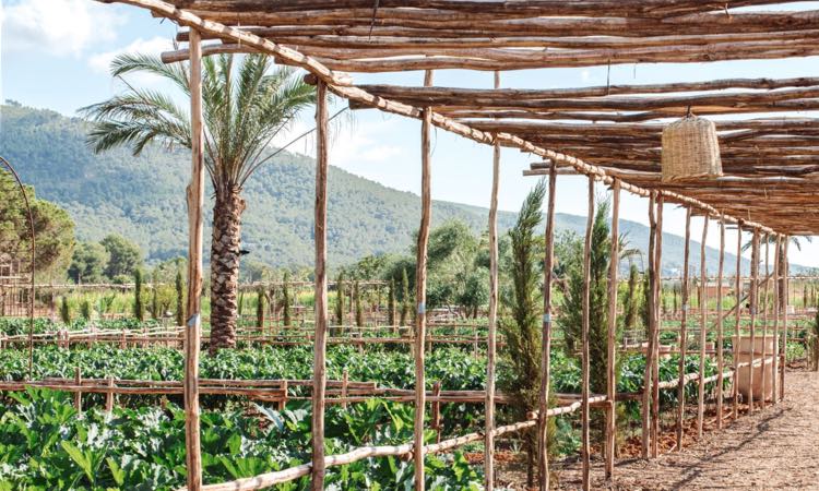 Atzaro Vegetable Garden Ana Lui 13