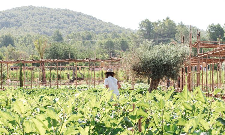 Atzaro Vegetable Garden Ana Lui 19