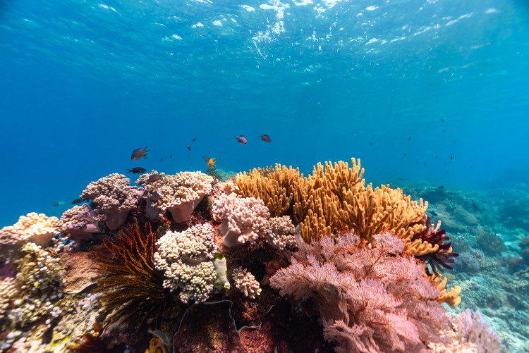 Why Misool is 2026’s world’s best diving destination: Atzaró Collection unveils Raja Ampat’s iconic dive sites for World Oceans Day 2026 4 Prana by Atzaro Diving Activities 19