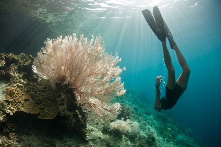 Why Misool is 2026’s world’s best diving destination: Atzaró Collection unveils Raja Ampat’s iconic dive sites for World Oceans Day 2026 7 Prana by Atzaro Diving Activities 44