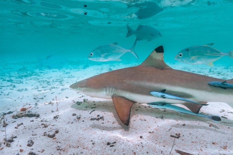 Why Misool is 2026’s world’s best diving destination: Atzaró Collection unveils Raja Ampat’s iconic dive sites for World Oceans Day 2026 6 Prana by Atzaro Diving Activities 52