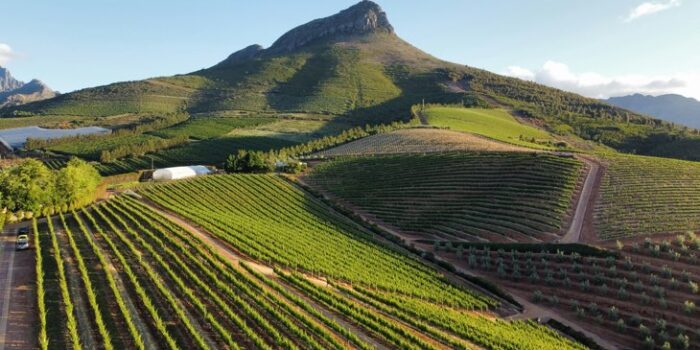 winelands nenad gataric 2GZvGZh4dJc unsplash
