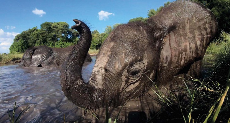 Elephant Havens Experience 16