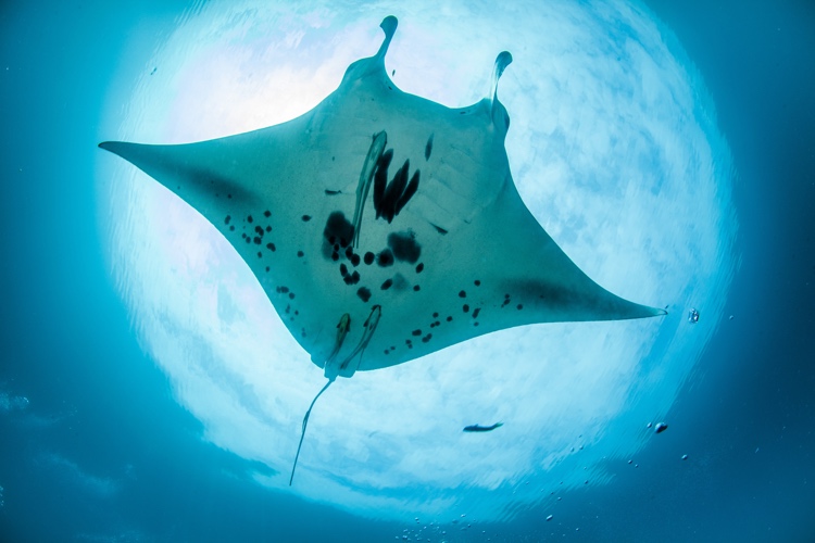 In Celebration of World Manta Day, Prana by Atzaró Spotlights Raja Ampat's Magic Mountain 4 Prana by Atzaro Diving Activities 46