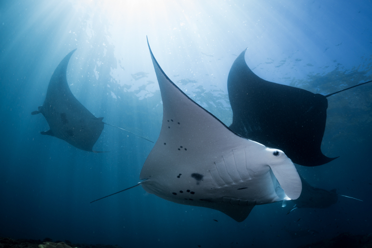 In Celebration of World Manta Day, Prana by Atzaró Spotlights Raja Ampat's Magic Mountain 3 Prana by Atzaro Diving Activities 6