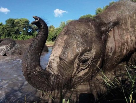 Elephant Havens Experience-16